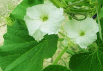 葫芦不授粉可以结果吗？