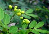 夜关门树长什么样