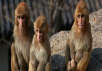 哪些动物是猴子的天敌 猴子是怎么变成人类的