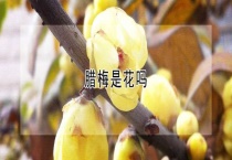 腊梅是花吗？