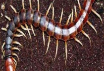 花盆土里有蜈蚣怎么办？