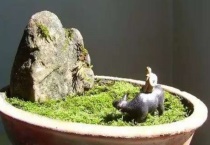 怎么用土豆做苔藓