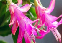 蟹爪兰是什么植物？蟹爪兰是什么形状