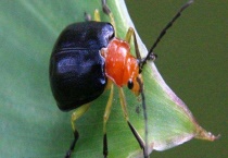 什么农药可以防治负泥虫 附水稻负泥虫的防治多久？