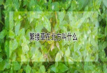 繁缕草在北方叫什么？