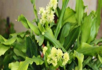 螺纹铁开花有毒吗？