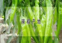 辣椒产地