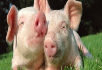 仔猪腹泻有什么应对方法 快来看看吧