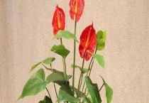 红掌有毒吗？红掌的作用及注意事项