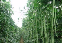 豆角叶子干枯怎么回事