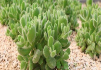 熊童子怎么繁殖？附养殖多久？