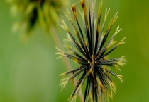 鬼针草传播种子靠什么 鬼针草有哪些品种