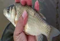 野钓鲤鱼饵料配方大全 附野钓鲤鱼的最佳时间