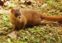 黄鼠狼和貂的区别？