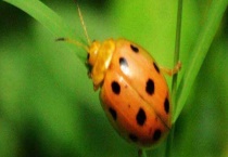 十一星瓢虫是害虫吗？哪些瓢虫是害虫