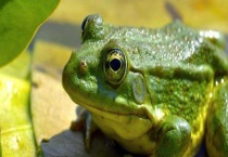 青蛙是保护动物吗？附常见青蛙种类