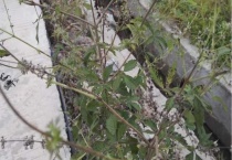 黄金棍是什么树