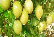 百香果怎么储存