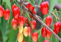 贵阳市有哪些地方可以摘樱桃 介绍这几个地方