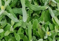 鼠曲草和清明草的差别