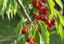 樱桃树浇水时间