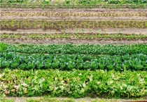 春雷噻唑锌能治什么病