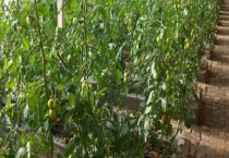 番茄挂果后的施肥多久？