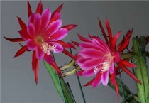 令箭荷花要浇什么肥