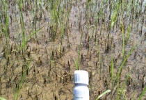 丁草胺封闭药应该如何使用 丁草胺是什么？