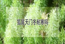 狐尾天门冬耐寒吗？