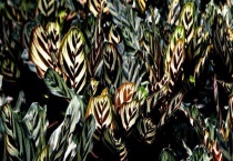 耐荫耐寒的植物有哪些？