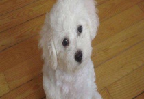 卷毛比雄犬多少钱一只 品种不同价格不同