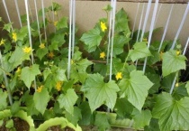 黄瓜不长藤是什么原因？