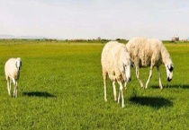 科学养羊设备有哪些 根据数量规划面积