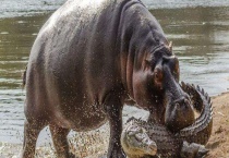 鳄鱼为什么不攻击河马 附具体原因？