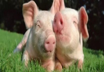 非洲猪瘟可以被治愈吗 应怎样预防非洲猪瘟