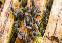 合并蜂群围王怎么办 围王原因及解决办法