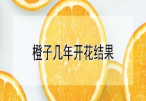 橙子几年开花结果