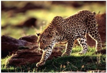 花豹和猎豹的区别？有哪些？