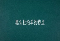 黑头杜泊羊的特点