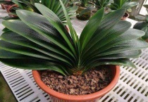 君子兰土里有小飞虫怎么办？