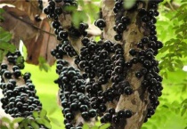 嘉宝果怎样分公母