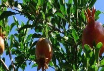 石榴树结果后烂果怎么办？