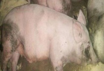 猪钩端螺旋体病的防治方法 临床症状