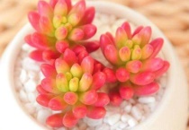 多肉根茎太长怎么办？