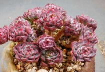 多肉需要什么肥料