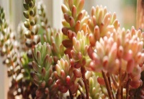 多肉植物用什么土好？附用土配制原则