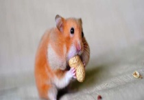 仓鼠的别名 仓鼠一般能活多久 分布在哪里