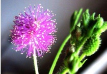 含羞草夏季怎么养