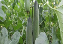 羊角蜜甜瓜种植时间与方法是什么？